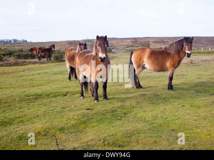 Exmoor pony pascolando vicino a North Hill, Minehead, Somerset, Inghilterra Foto Stock