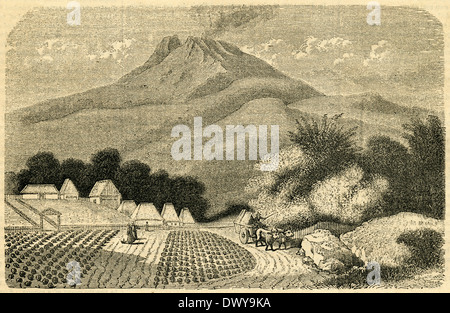 Antica incisione 1854, un tea e Coffee Plantation a Simpar sotto il vulcano Monte Merapi in Java. Foto Stock