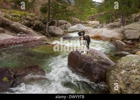 Border Collie cane in piedi su un grande masso in streaming con ponte genovese in background Foto Stock