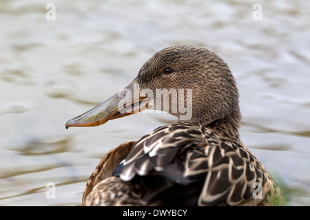 Femmina, Mestolone Anas clypeata ritratto Foto Stock