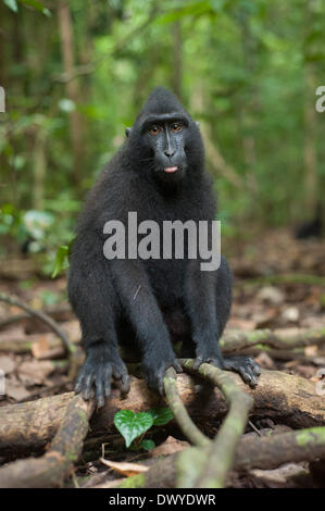 Tangkoko foresta, Nord Sulawesi, Indonesia. Xiv Mar, 2014. Tangkoko è una delle ultime roccaforti della specie gravemente minacciate di Sulawesi crested black macachi (Macaca nigra). Wildlife Photographer Andrew Walmsley è nel campo per documentare il lavoro di Selamatkan Yaki (ONG), che lavorano per proteggere le scimmie. Un giovane macaco pone sul terreno Credito: Andrew Walmsley/Alamy Live News Foto Stock