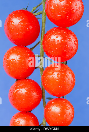 Ciliegia matura pomodori a grappolo su uno sfondo blu Foto Stock