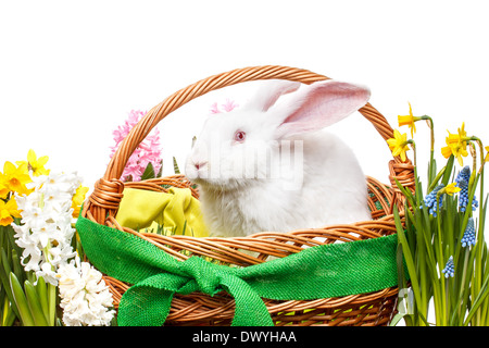Ancora la vita del coniglietto di Pasqua nel cestello Foto Stock