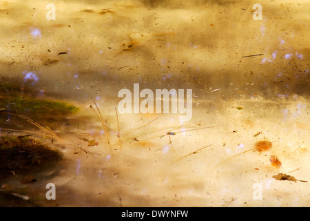 Laghetto ghiacciato nella foresta in primavera con foglie avvizzite e cannucce Foto Stock