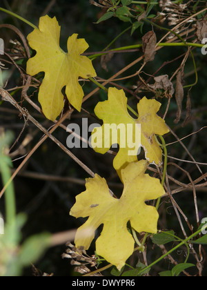 Foglia di una zucca amara, Momordica Charantia Foto Stock