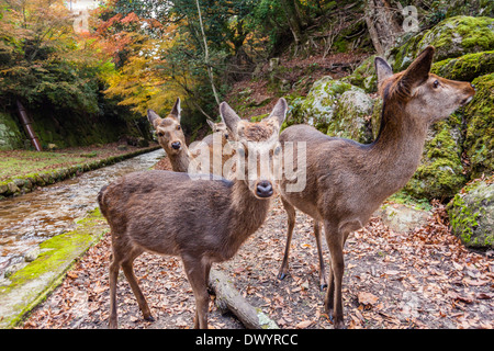 Miyajima e cervi in Hatsukaichi, Prefettura di Hiroshima, Giappone Foto Stock