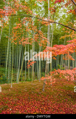 Vista autunnale di alberi e il Boschetto di bambù a Kyoto, Giappone Foto Stock