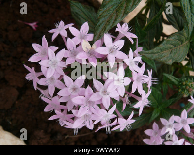 Pentas, Stella fiore, Star cluster, Pentas lanceolata, Rubiaceae Foto Stock