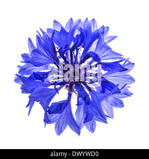 Uno blu fiore fiordaliso isolati su sfondo bianco, studio shot dal di sopra. Foto Stock