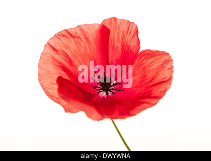 Un papavero rosso fiore isolato su sfondo bianco, studio shot Foto Stock