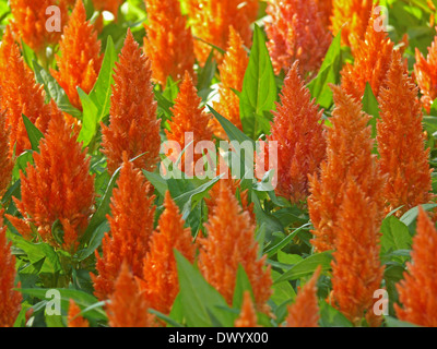 Celosia Plumosa, piumati, cresta di gallo, Celosia argentea plumosa var. Foto Stock