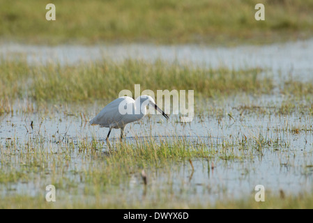 Garzetta (Egretta garzetta) rovistando in una piscina poco profonda. L'uccello ha catturato un pesce piccolo. Foto Stock