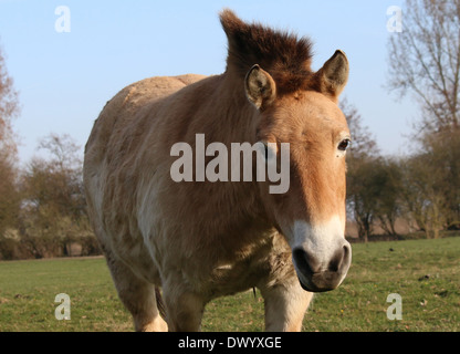 Di Przewalski cavallo mongolo (Equus ferus przewalskii), primo piano della testa, visto di profilo Foto Stock