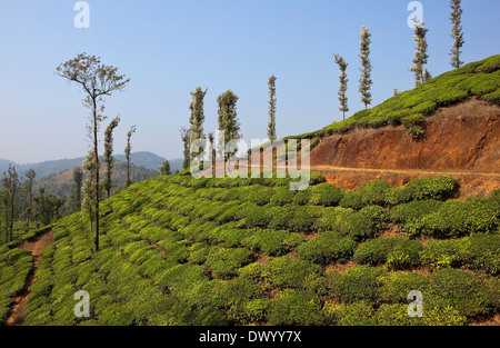 Coperto di tè verde paesaggio delle colline di Wayanad in Kerala, nell India meridionale Foto Stock