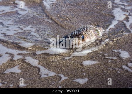 Balloonfish (Diodon Holocanthus) sulla sabbia Foto Stock
