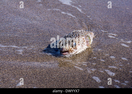Balloonfish (Diodon Holocanthus) sulla sabbia Foto Stock