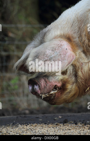 Gloucester old spot pig Sus scrofa domesticus Foto Stock