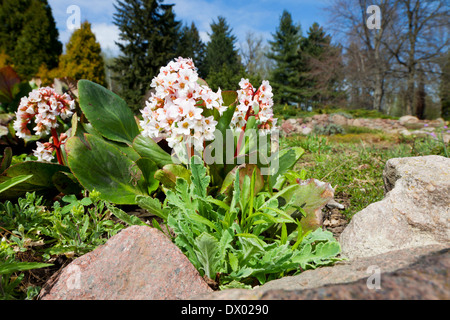 Bergenia ibrido Bressingham bianco nel giardino Foto Stock