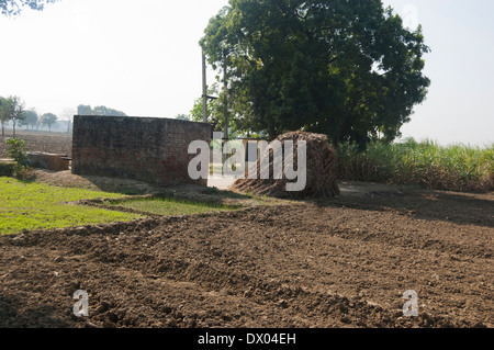 Indiano campo agricolo di canna da zucchero Foto Stock