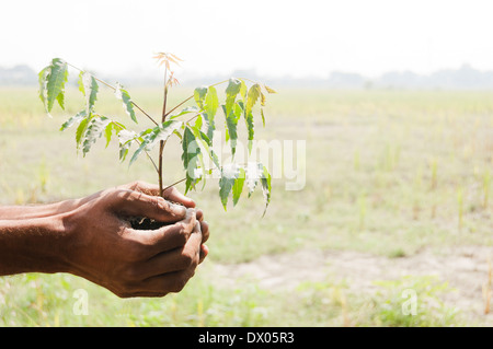 1 L'agricoltore indiano in piedi con impianto Foto Stock