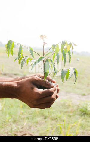 1 L'agricoltore indiano in piedi con impianto Foto Stock