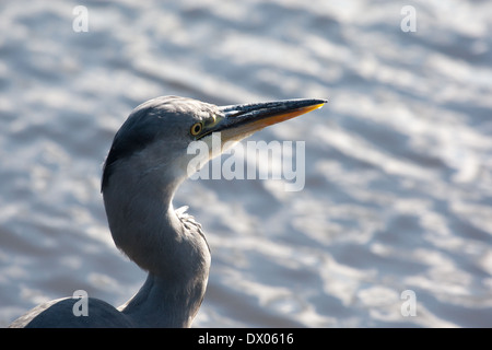 Immagine ravvicinata di un airone cenerino Foto Stock