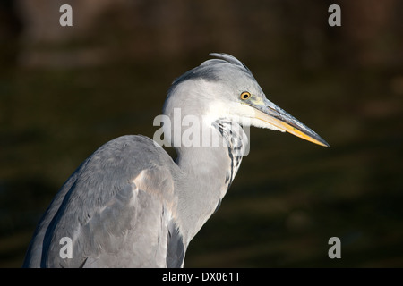 Immagine ravvicinata di un airone cenerino Foto Stock