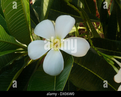 Fiore di frangipani bianco, Plumeria rubra Foto Stock