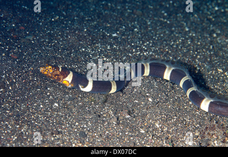 Napoleone Snake Anguilla, Ophichthus bonaparti, nuoto su sabbia nera. Noto anche come clown Snake Anguilla. Tulamben, Bali, Indonesia Foto Stock