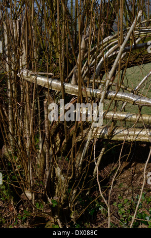 Esempio di hedge-posa - dettaglio della suddivisione e rami ripiegati. Foto Stock