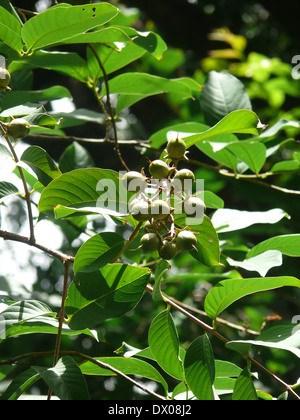 Frutti di orgoglio di India, regina mirto di crespo, Lagerstroemia speciosa. Foto Stock