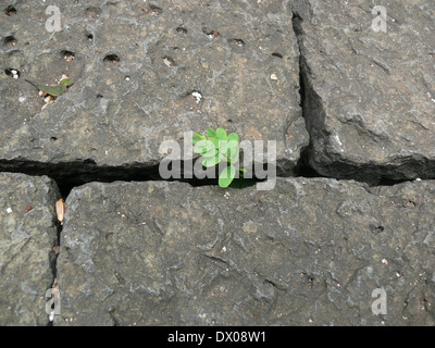 Il tamarindo Tamarindus indica germinando shoot, India Foto Stock