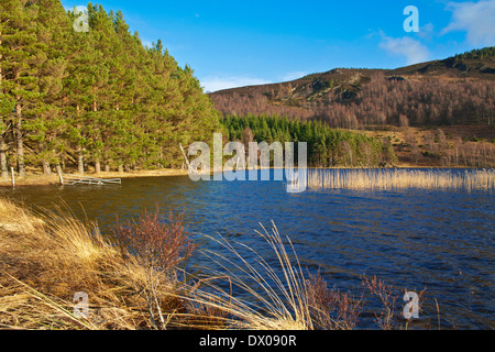 Alberi di pino che cresce a bordo del Loch Pityoulish, vicino a Aviemore, canne incandescente in inverno il sole, Cairngorms National Park Foto Stock