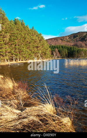 Alberi di pino che cresce a bordo del Loch Pityoulish, vicino a Aviemore, canne incandescente in inverno il sole, Cairngorms National Park Foto Stock