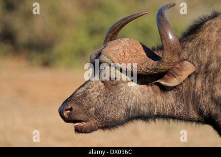 Ritratto di un africano o bufali (Syncerus caffer), il Parco Nazionale di Addo, Sud Africa Foto Stock