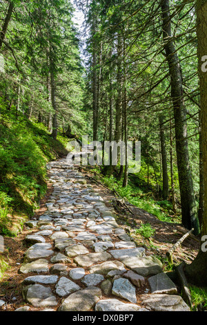 Percorso di pietra tra gli alberi in montagna Foto Stock