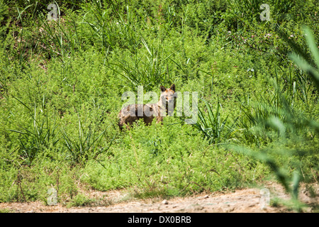 Golden Jackal (Canis aureus), chiamato anche asiatico orientale o Jackal comune, fotografato in Valle di Hula, Israele Foto Stock