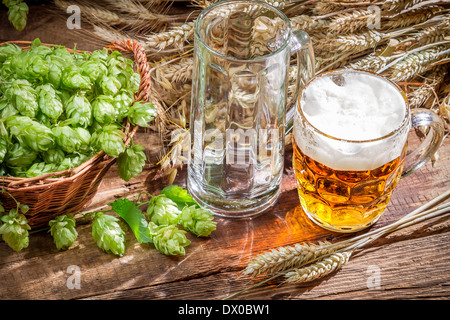 Appena raccolto coni di luppolo e birra fredda Foto Stock