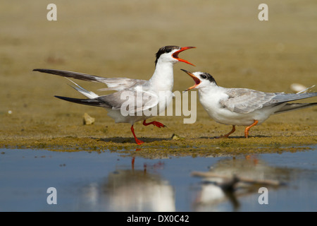 Tern comune (Sterna hirundo) stridio su una spiaggia. Foto Stock