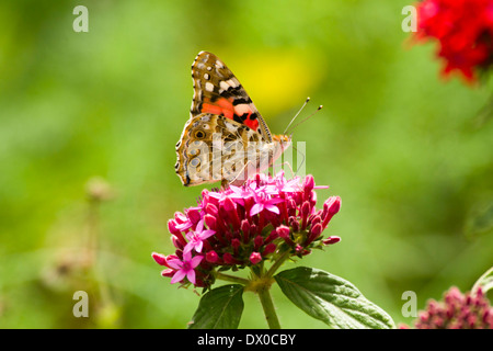 Dipinto di Lady (Vanessa cardui) Questa farfalla è trovato in Europa, Nord Africa e Asia occidentale Foto Stock