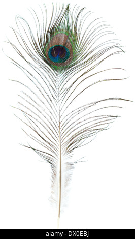 Peacock feather isolati su sfondo bianco Foto Stock