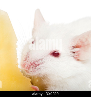 Close-up di un albino mouse bianco mangiare formaggio, Mus musculus, di fronte a uno sfondo bianco Foto Stock