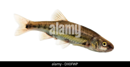 Vista laterale di un Eurasian minnow, Phoxinus phoxinus, contro uno sfondo bianco Foto Stock