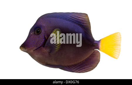 Viola tang, Zebrasoma xanthurum, contro uno sfondo bianco Foto Stock