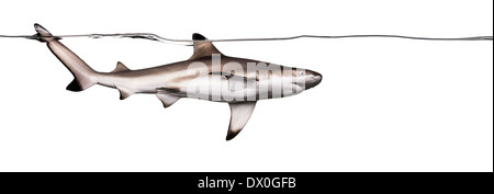 Blacktip reef shark nuoto sott'acqua linea, Carcharhinus melanopterus, contro uno sfondo bianco Foto Stock
