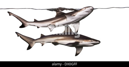 Due Blacktip squali di barriera per nuotare in superficie, Carcharhinus melanopterus, contro uno sfondo bianco Foto Stock