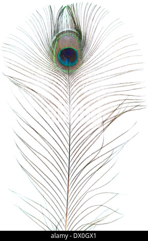 Peacock feather isolato su bianco Foto Stock