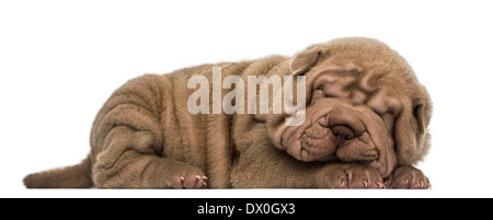 Vista laterale di un Shar Pei cucciolo sdraiato, dormendo contro uno sfondo bianco Foto Stock