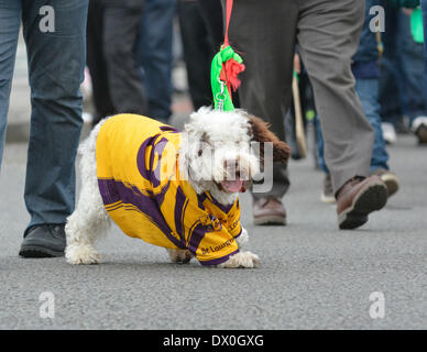 Manchester, Regno Unito 16 marzo 2014 un cane tira su il suo piombo come si cammina in parata dalla Irish Heritage Centre in North Manchester al centro della città e all'indietro. Il giorno di San Patrizio Parade, Manchester. Foto Stock