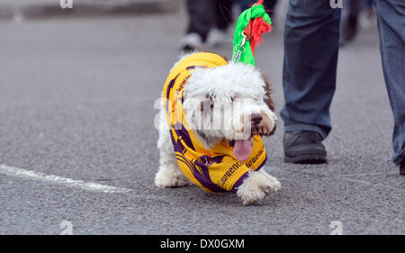 Manchester, Regno Unito 16 marzo 2014 un cane tira su il suo piombo come si cammina in parata dalla Irish Heritage Centre in North Manchester al centro della città e all'indietro. Il giorno di San Patrizio Parade, Manchester. Foto Stock